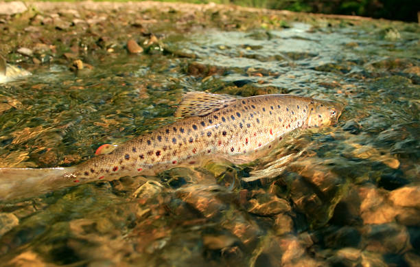 der laichzeit - brown trout stock-fotos und bilder