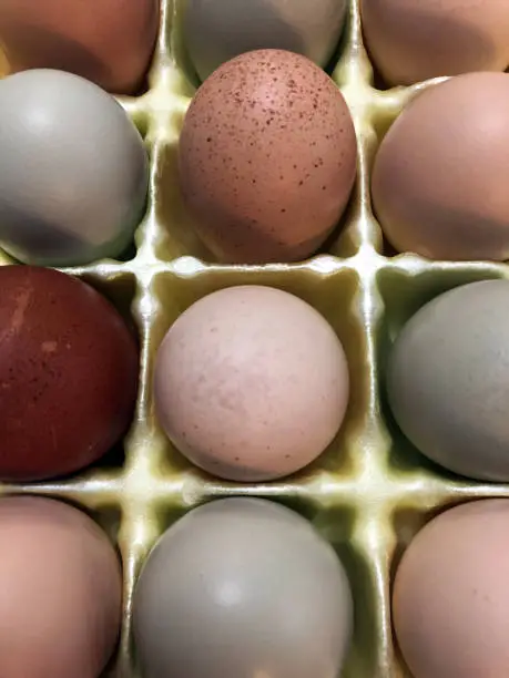 Many people are raising chickens in their backyards.  I am the beneficiary of a friend with extra eggs from her pet chickens. I am amazed at the pretty variety of colors in the assortment.