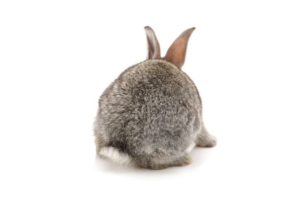 istock Bunny Baby Gray Rabbit Fur Ball View from back 952654516