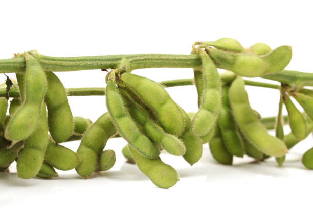 istock Fresh harvested soybean (edamame)  on the white background 952655370