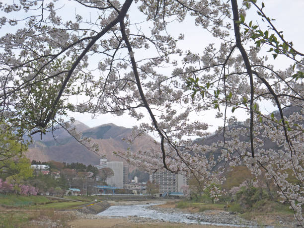 istock Blooming sakura in Minakami 952658290