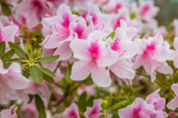 istock Flowers in Everland, South Korea 952658454