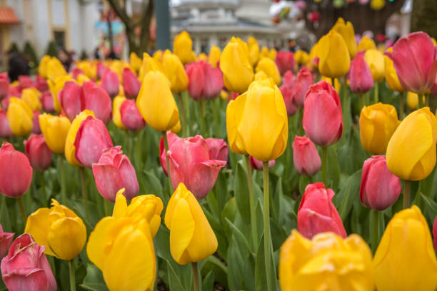 istock Flowers in Everland, South Korea 952658584