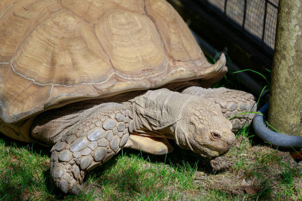 istock African spurred tortoise, Africa savanna 952659654