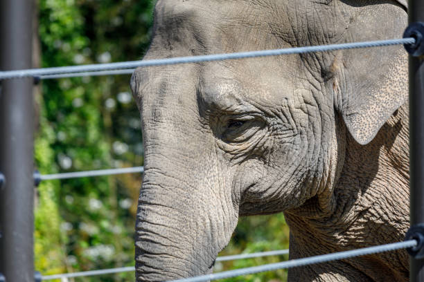 istock An elephant stands by the fence 952659686