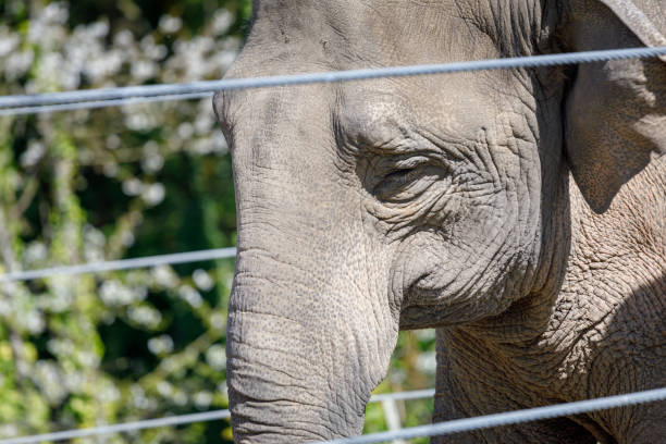 istock An elephant stands by the fence 952659696