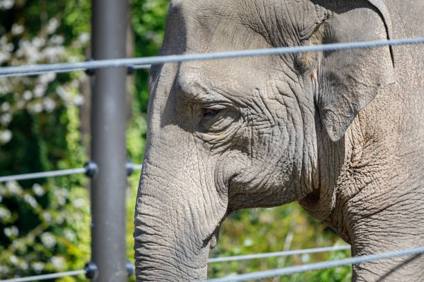 istock An elephant stands by the fence 952659698