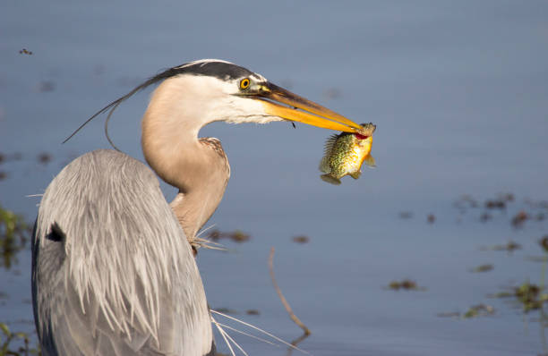 istock Gone Fishing - Great Blue Heron Style 952662712