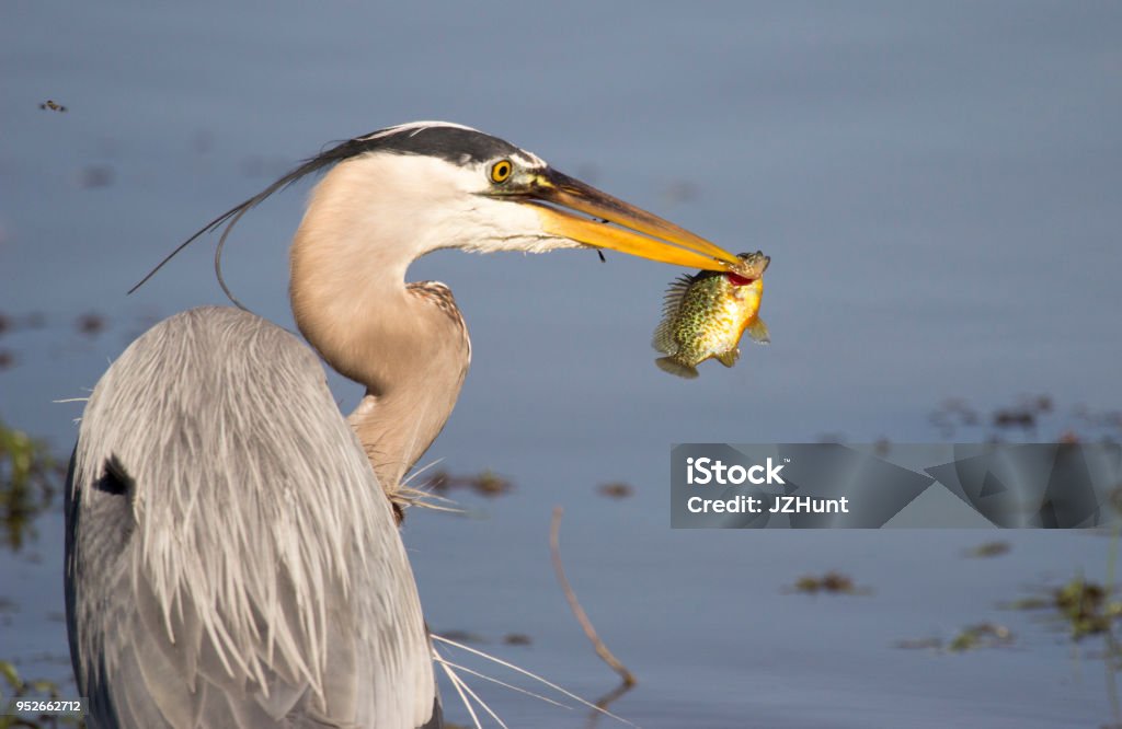 Gone Fishing - Great Blue Heron Style Portrait of a great blue heron holding a fish by it's gill. Photographed in Ohio in the springtime. Animals Hunting Stock Photo