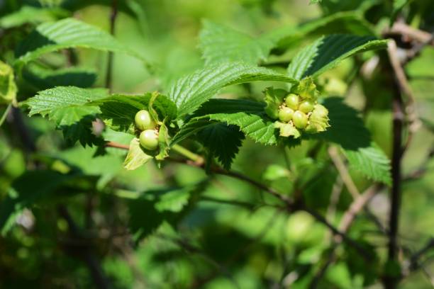 istock Fruits of white kerria 952662790