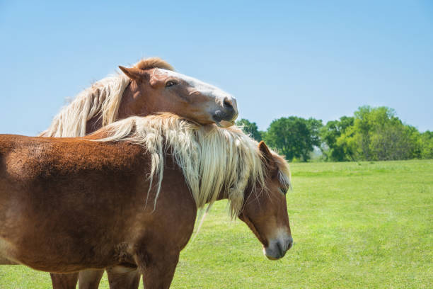 dos caballos de bosquejo belga acicalado mutuamente - belgian horse fotografías e imágenes de stock