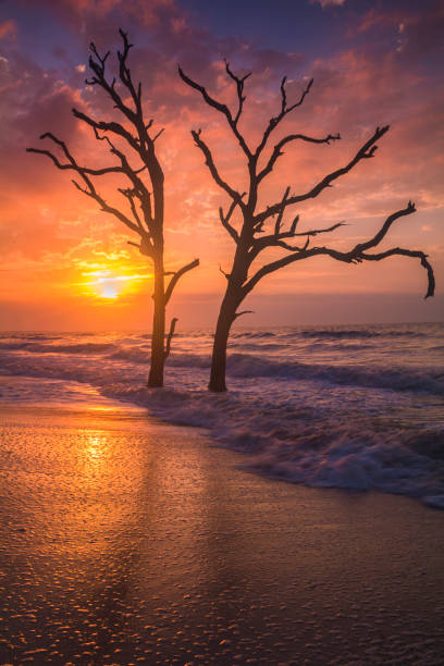 istock Botany Beach, South Carolina 952663526