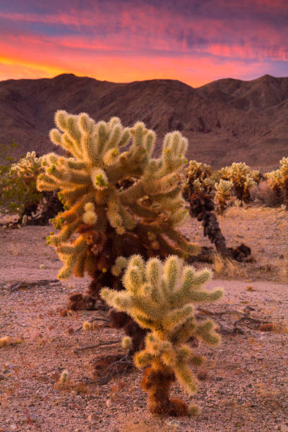 istock Cholla Cactus in Joshua Tree National Park 952666702