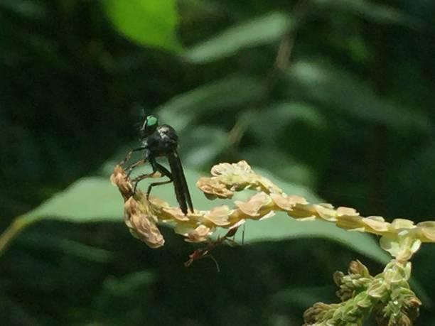 istock The Dragonfly Is My Name 952670790