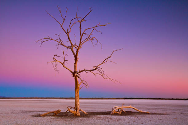 martwe drzewo morza salton - salton sea zdjęcia i obrazy z banku zdjęć