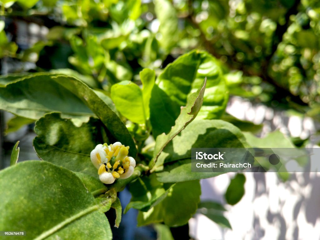 Flor de cal en luz del sol, flor comenzó a florecer, tiene hormigas ayuda a polinizar por pasear por el estigma y anteras, sin pesticidas - Foto de stock de Agricultura libre de derechos