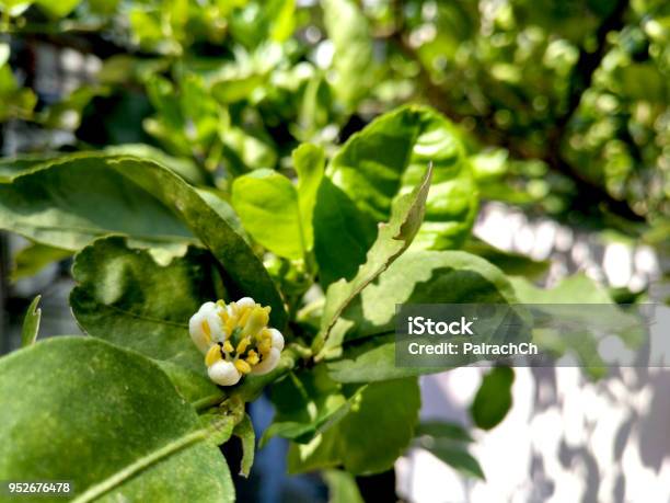 Flor De Cal En Luz Del Sol Flor Comenzó A Florecer Tiene Hormigas Ayuda A Polinizar Por Pasear Por El Estigma Y Anteras Sin Pesticidas Foto de stock y más banco de imágenes de Agricultura