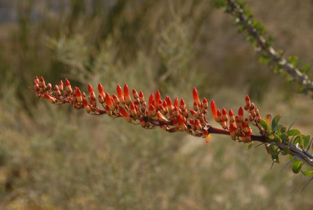 istock Desert, southern California 952678588
