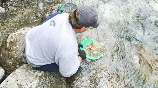 A mature male carefully pans for gold along an Alaska river. He is sitting on the bank with his feet in the river and carefully lowering the pan into the water.