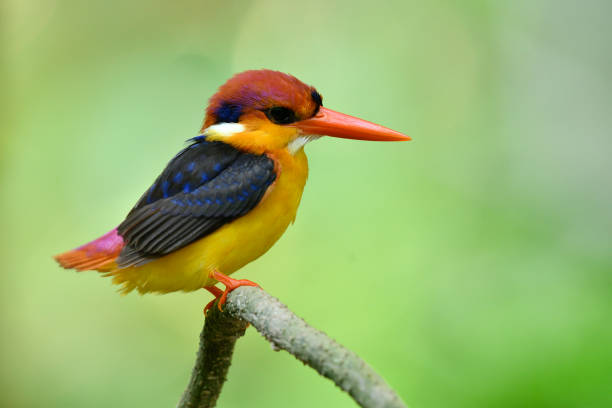 istock Cute little colorfu bird perching on tree branch waiting for its pair while hatching egg in nest, Oriental dwarf (Ceyx erithaca)  black-backed or three-toed kingfisher 952685774
