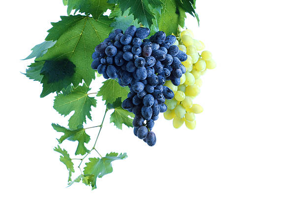 istock Blue and green grape cluster with leaves on vine 95268759