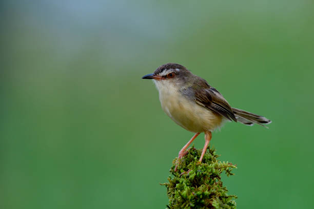 istock Lovely plain prinia, beautiful brown bird with long tail standing on mossy grass in soft lighting and green background in meadow field 952688674