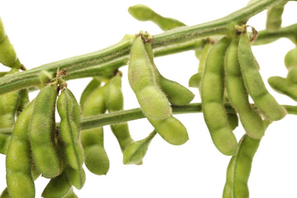 istock Fresh harvested soybean (edamame)  on the white background 952693070