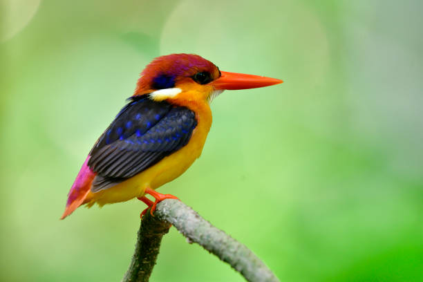 istock Oriental dwarf (Ceyx erithaca)  black-backed or three-toed kingfisher, little colorfu bird perching on tree branch waiting for its pair while hatching egg in nest 952696352