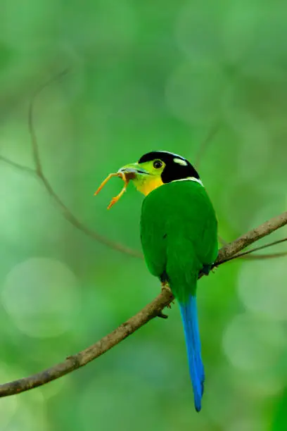 Parent of Long-tailed broadbill (Psarisomus dalhousiae) beautiful green bird with black head and yellow face picking insect to feed its chicks while perching on wood stick
