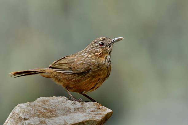 piedra caliza-babbler rufous o piedra caliza wren-babbler (turdinus crispifrons calcicola) vetas hermosa marrón pájaro endémica de saraburi, tailandia perchando en la roca fuerte sobre fondo fino en su morada de la vida - lifer fotografías e imágenes de stock