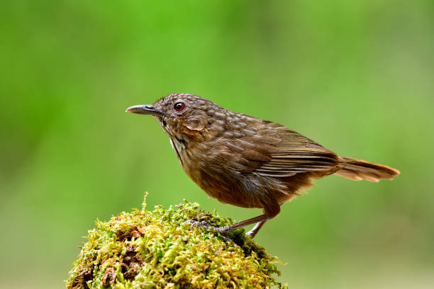 piedra caliza-babbler rufous o piedra caliza wren-babbler (turdinus crispifrons calcicola) percha en punto musgo sobre fondo verde azul en su morada en saraburi, tailandia - lifer fotografías e imágenes de stock