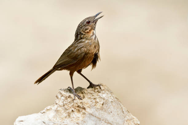 piedra caliza-babbler rufous o piedra caliza wren-babbler (turdinus crispifrons calcicola) percha sobre la roca fuerte sobre la brillante luz del sol en la montaña de piedra caliza - lifer fotografías e imágenes de stock