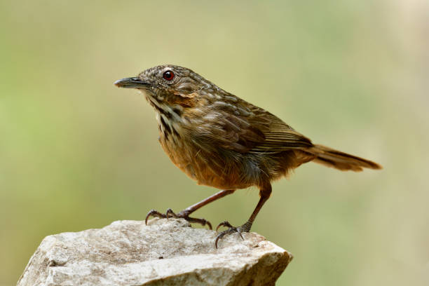 subespecie de piedra caliza-babbler rufous de piedra caliza wren-babbler (turdinus crispifrons calcicola) sorprendido aves blancas y oscuras rayas marrón perchando en piedra sobre fondo blur bien en la naturaleza - lifer fotografías e imágenes de stock