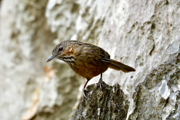 rufous известняк-babbler подвид известняка рен-бабблер (turdinus crispifrons calcicola) сидел на остром камне в своем жилище, живущих в сарабури, таиланд - lifer стоковые фото и изображения