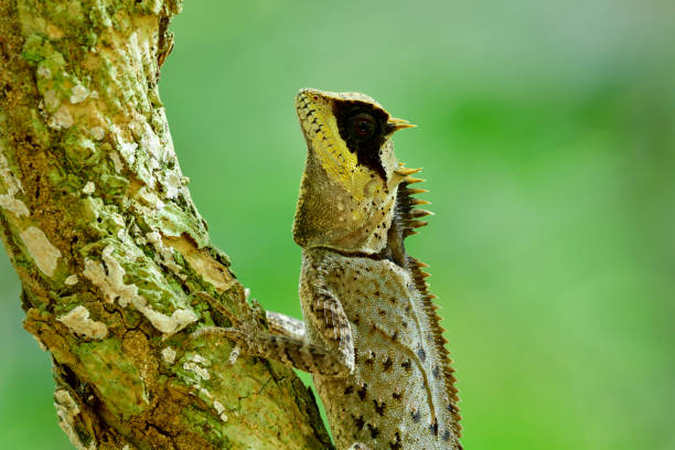 istock Ugly Black face greater spiny lizard (agamid) perching on small tree in nature 952699756