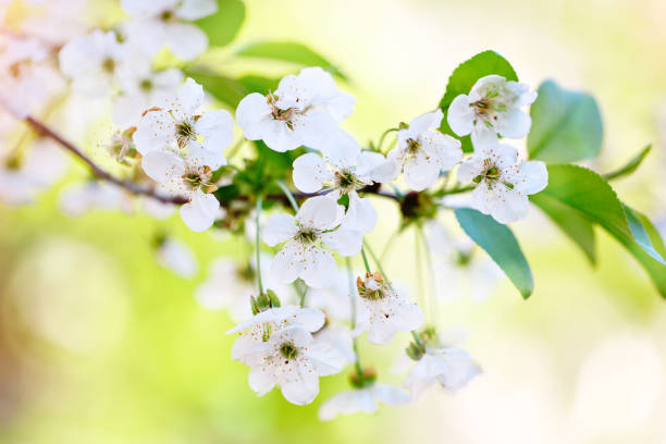 istock Beautiful blooming Apple trees in the spring garden. Close up. 952700408