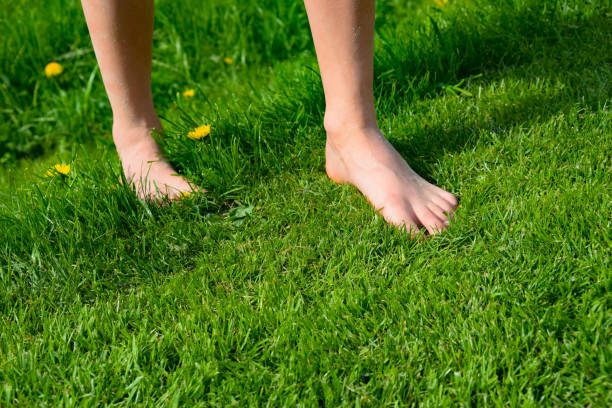 istock little girl walking barefoot through fresh green grass 952704904