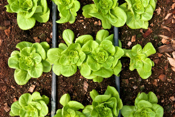 rzędy świeżej sałaty. uprawa roślin w ogrodzie warzywnym. widok z góry. zbliżenie - growth lettuce hydroponics nature zdjęcia i obrazy z banku zdjęć
