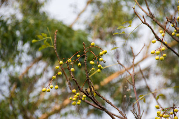 fruit of the cinnamon tree in the summer