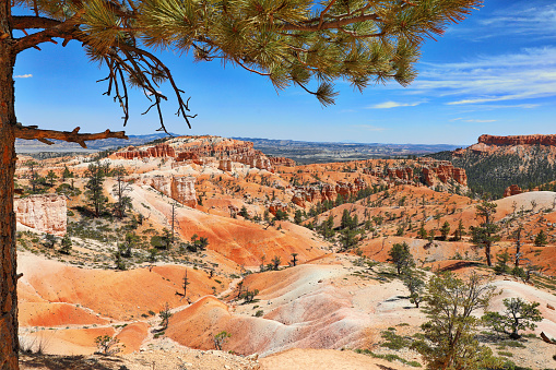 View of the rock hoodoos in Bryce Canyon National Park. Queens Garden Trail.