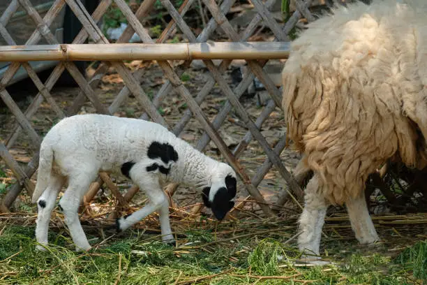 a black and white baby sheep with his mother