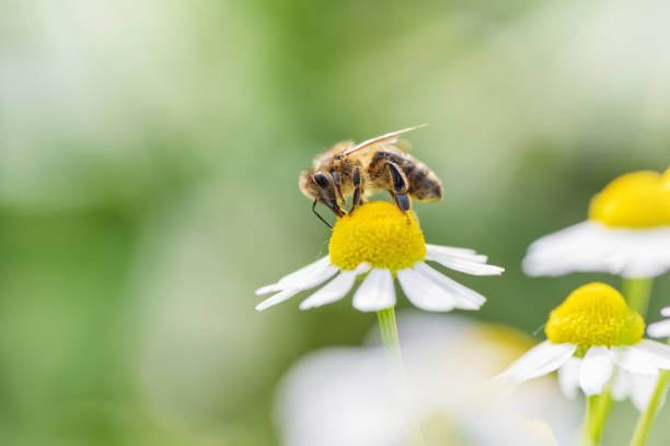 istock Bee picking pollen chamomile flower. Beauty green natural background. 952712580