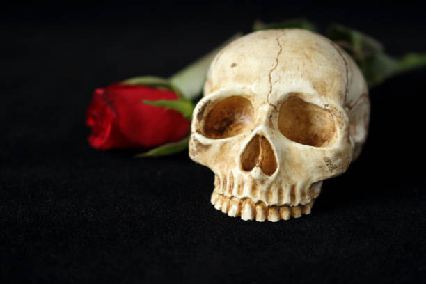 istock evil human crane accompanied by a red rose in the background and on a black background 952715006