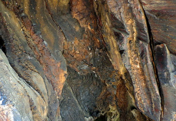 vista interior de un hueco de árbol viejo - tree hole bark brown fotografías e imágenes de stock