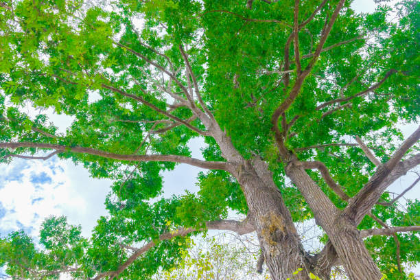 istock branch leaf of tree beautiful in the forest, bottom view on white background with copy space add text 952718770
