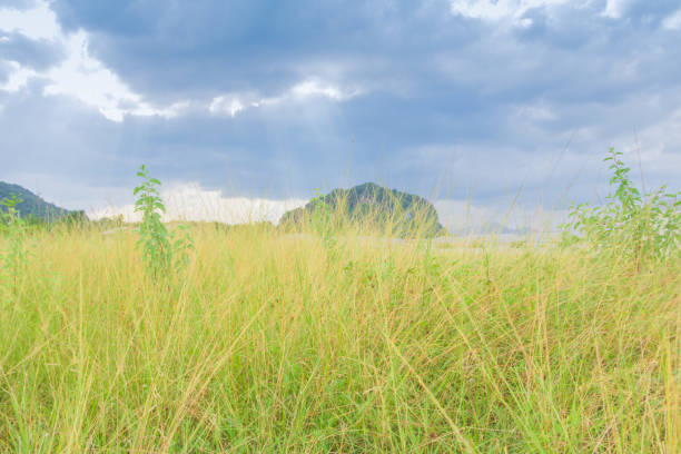 grass field leaf in summer nature landscape beautiful on the sky background with copy space add text