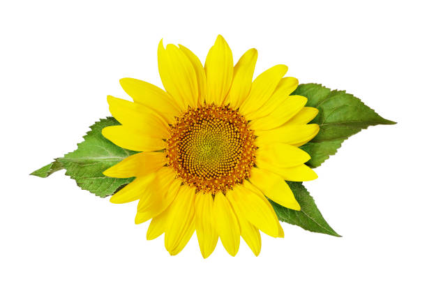 hojas verdes y girasol amarillo - sunflower flower flower bed light fotografías e imágenes de stock