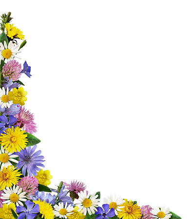 Wild flowers in a corner arrangement isolated on white background.