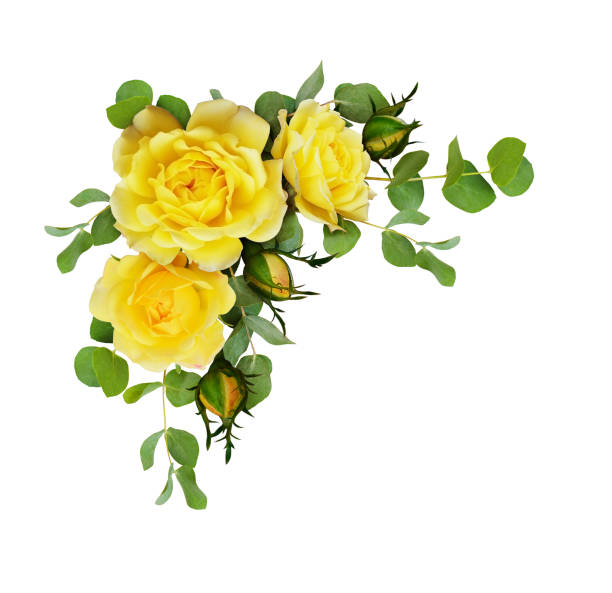 Hojas De Flores De Rosas Amarillas Con Eucalipto Foto de stock y más banco  de imágenes de Amarillo - Color - Amarillo - Color, Rosa - Flor, Color  rosado - iStock