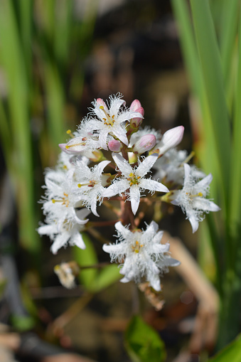 Close up of white bogbean flowers - Latin name - Menyanthes trifoliata